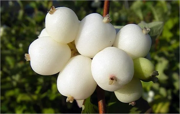 Снежноягодник     ..webp