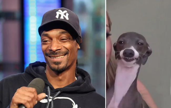 snoop_doggs_dogs.webp