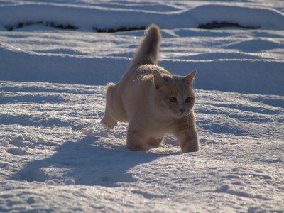 snow-cat-wallpaper.jpg