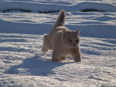 snow-cat-wallpaper.webp