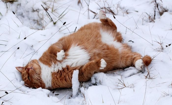 snow_cats_01.jpg