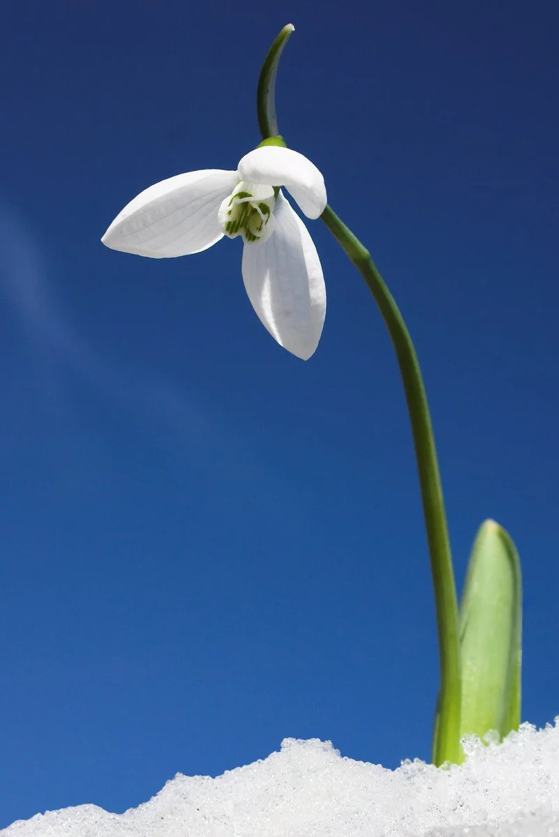 snowdrop-1-1401621.webp