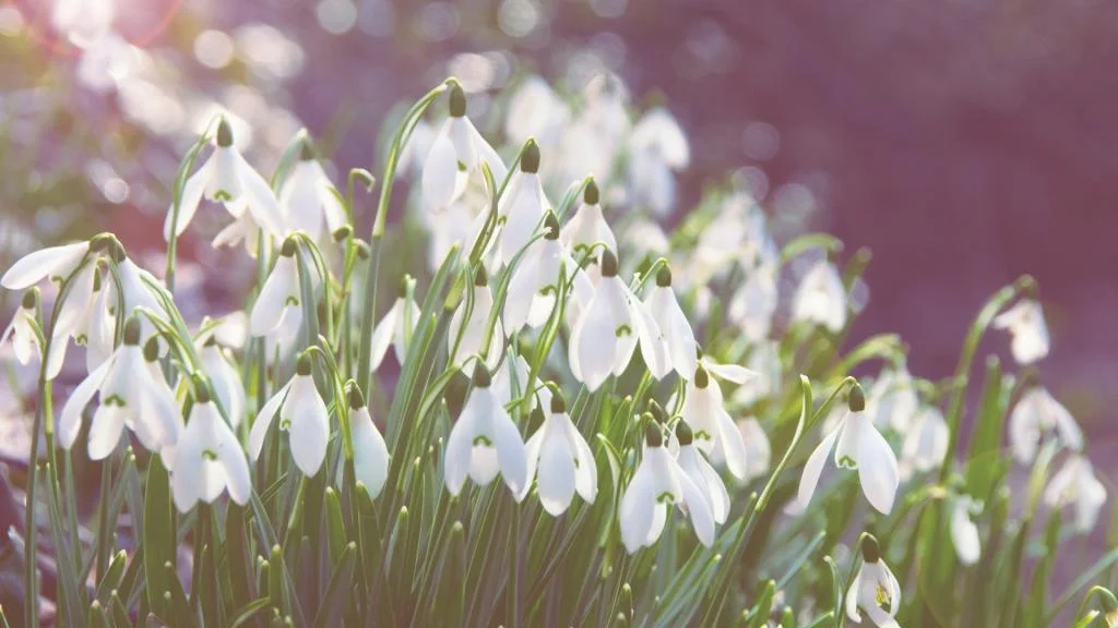 snowdrops-flowers-bright.webp