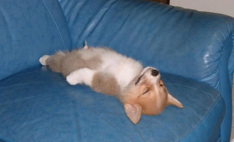 собачка дрыхнет.webp