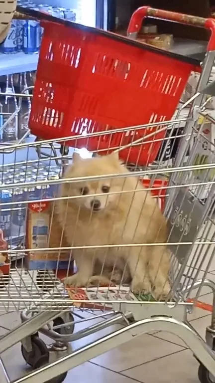 собачка в магазине.webp