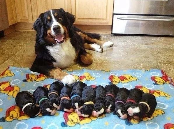 Собака - мать.webp