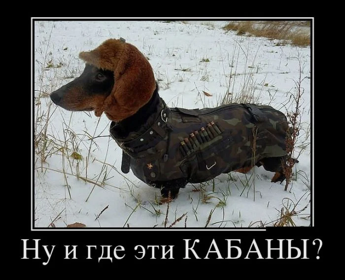 собака прикол.webp