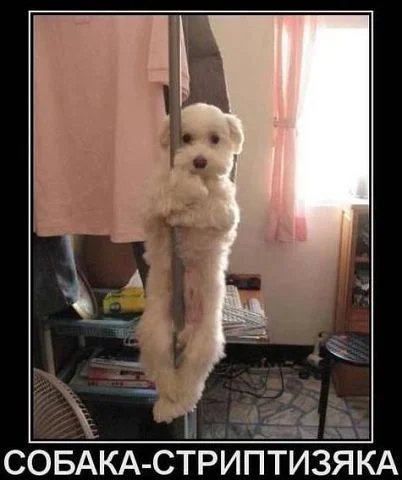 собака-стриптизяка.webp