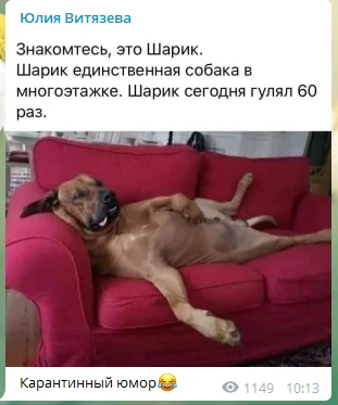 собака витязева.PNG.webp
