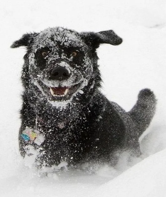 Собаки-в-снегу-14.webp