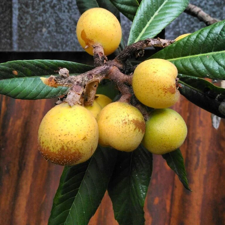 Сочинская мушмула.webp