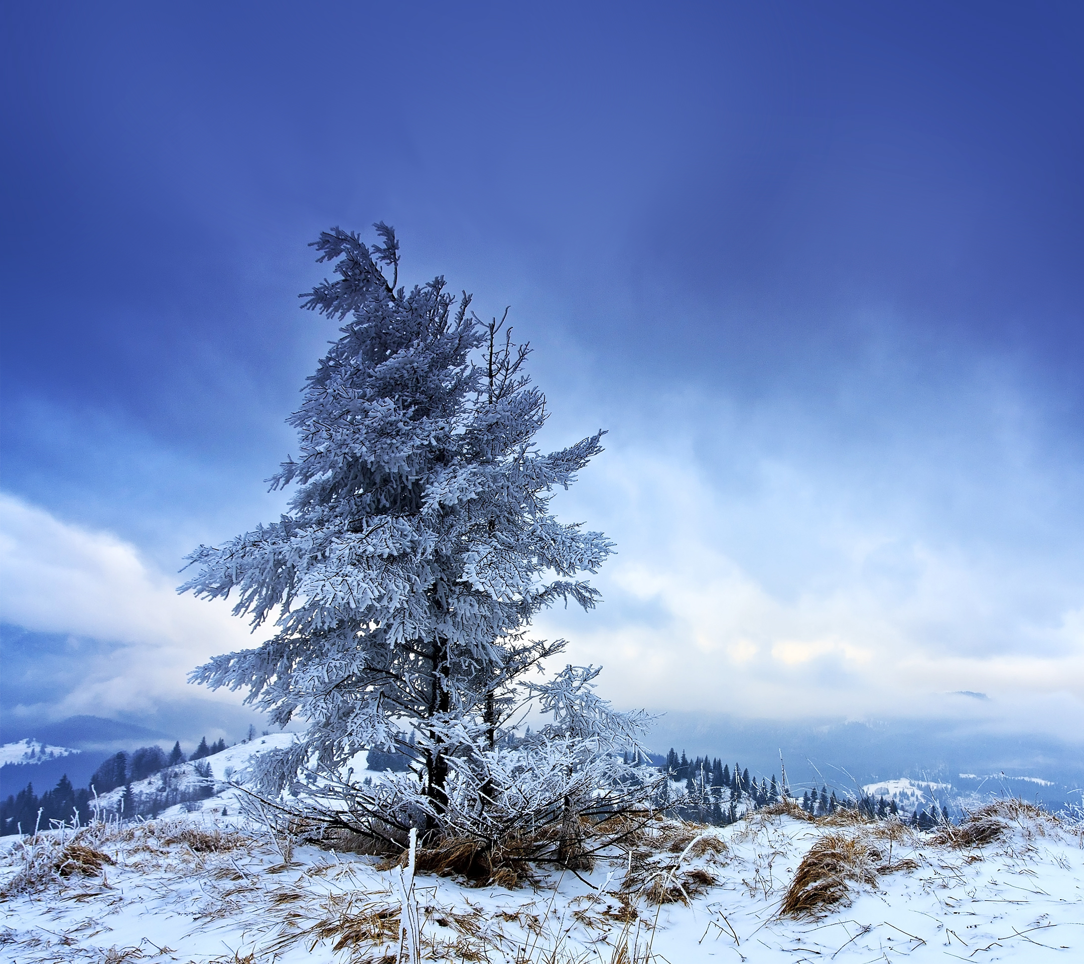 solitary_fir_tree_winter-wallpaper-2160x1920.jpg