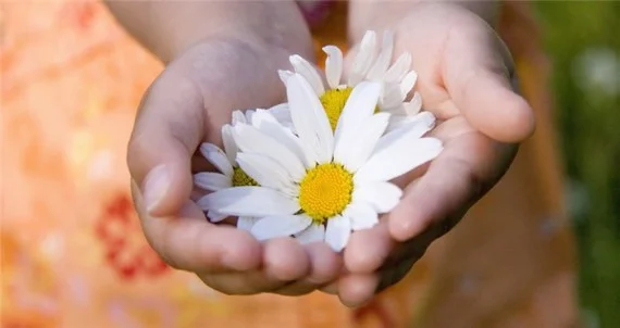 солнышки в руках.webp