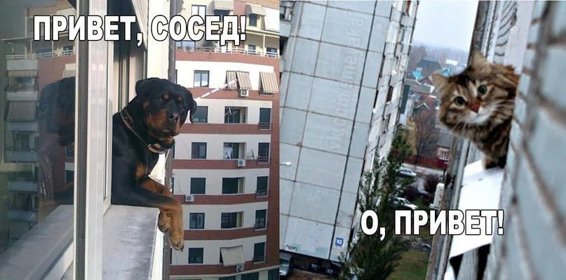 сосед.webp