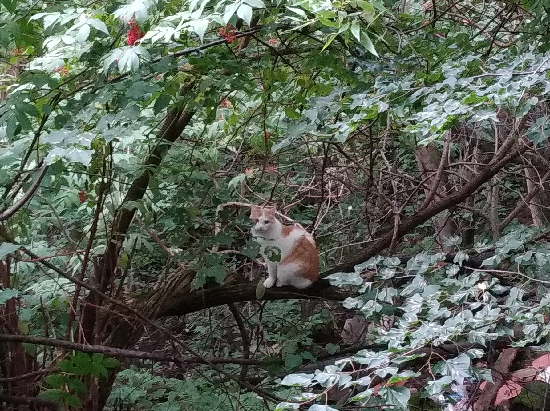 соседский кот.jpg