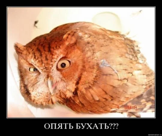 сова бухать.webp