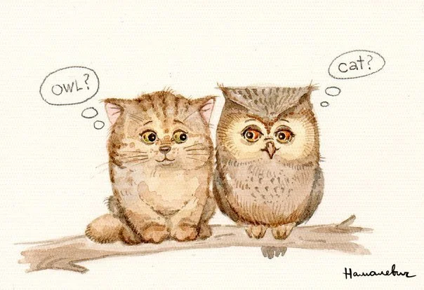 сова и кошка.webp