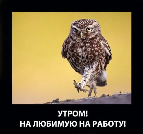 сова на работу.webp