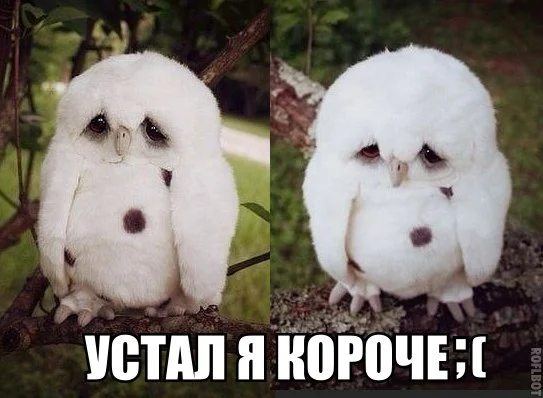 сова.webp