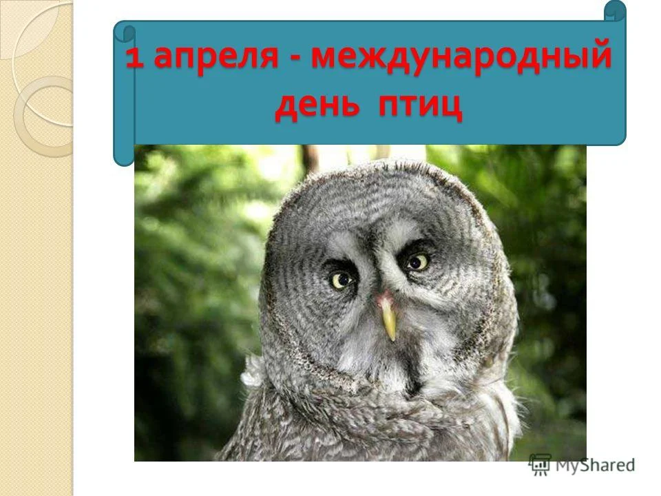 сове.webp