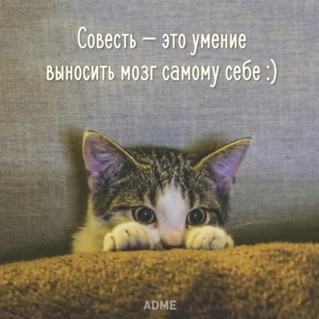 совесть.webp