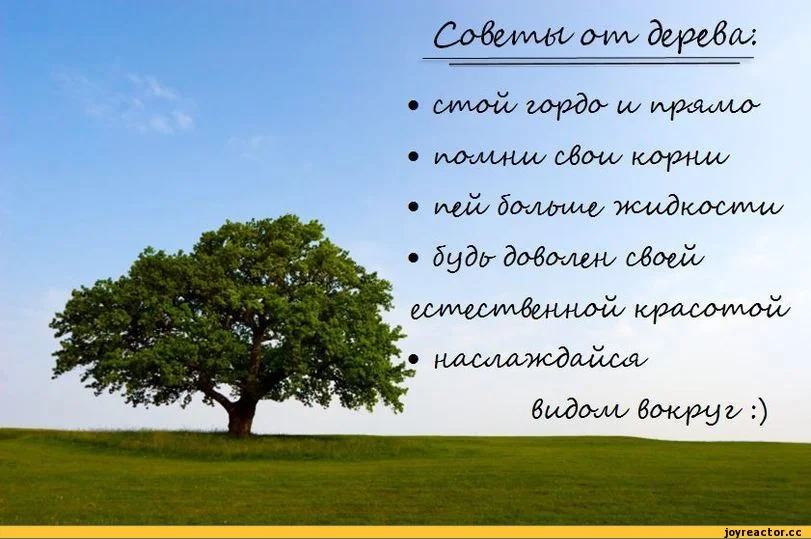 советы-дерево-492141.webp