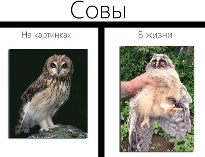 совы.webp