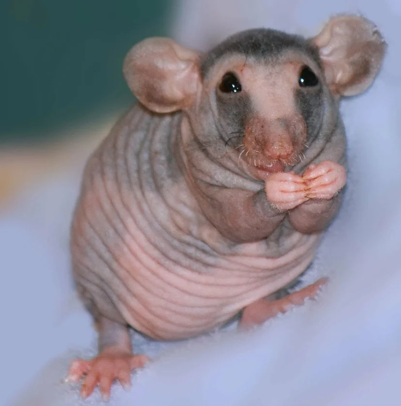 Сохраненное изображение 2022-1-29_12-11-11.907.webp