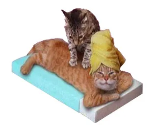 spa_cats.webp