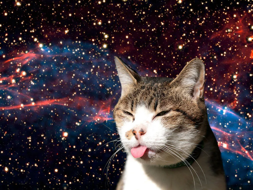 space-cat-wallpaper-28.webp
