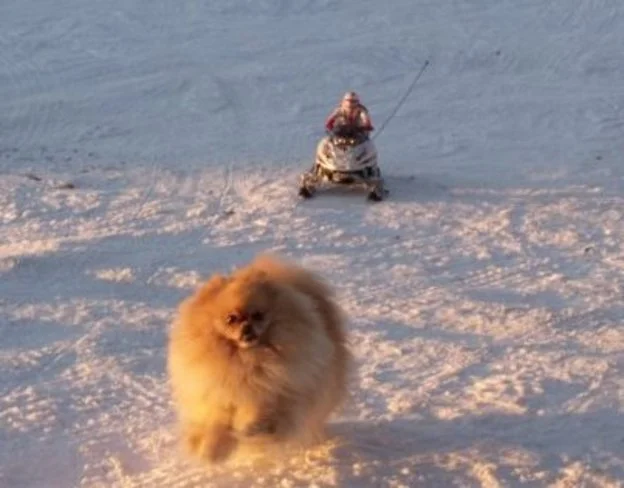 спасайся кто может !.webp