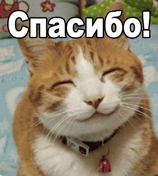 Спасибо-кот.webp