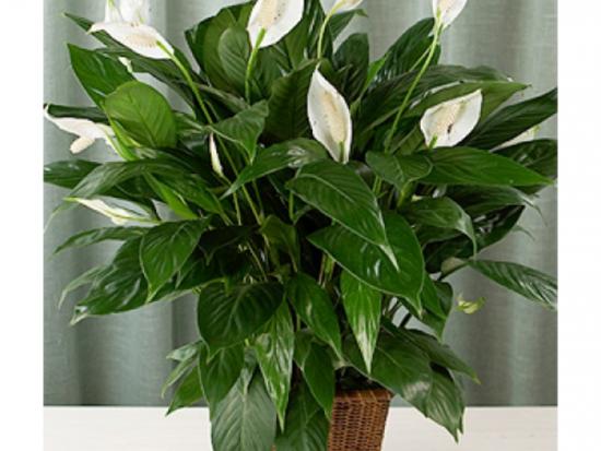 spathiphyllum3.jpg