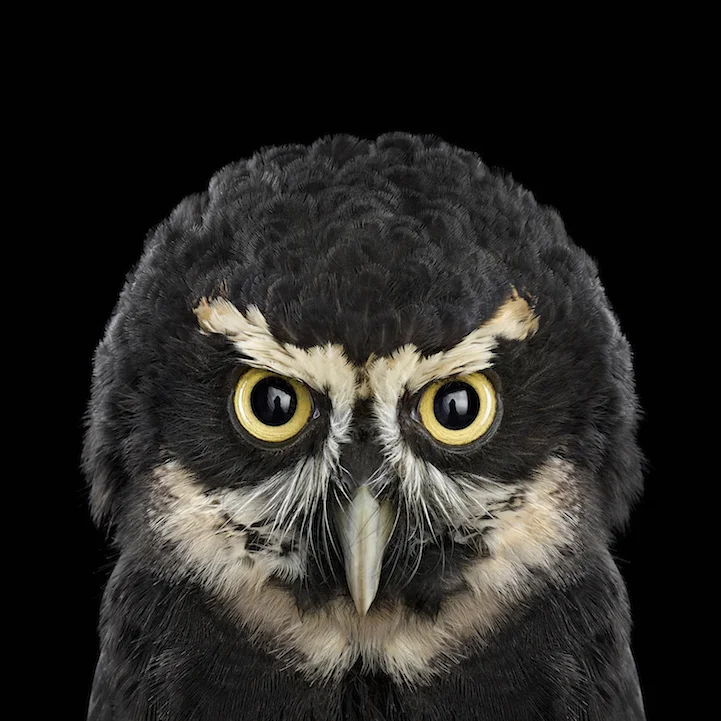 SpectacledOwl.webp