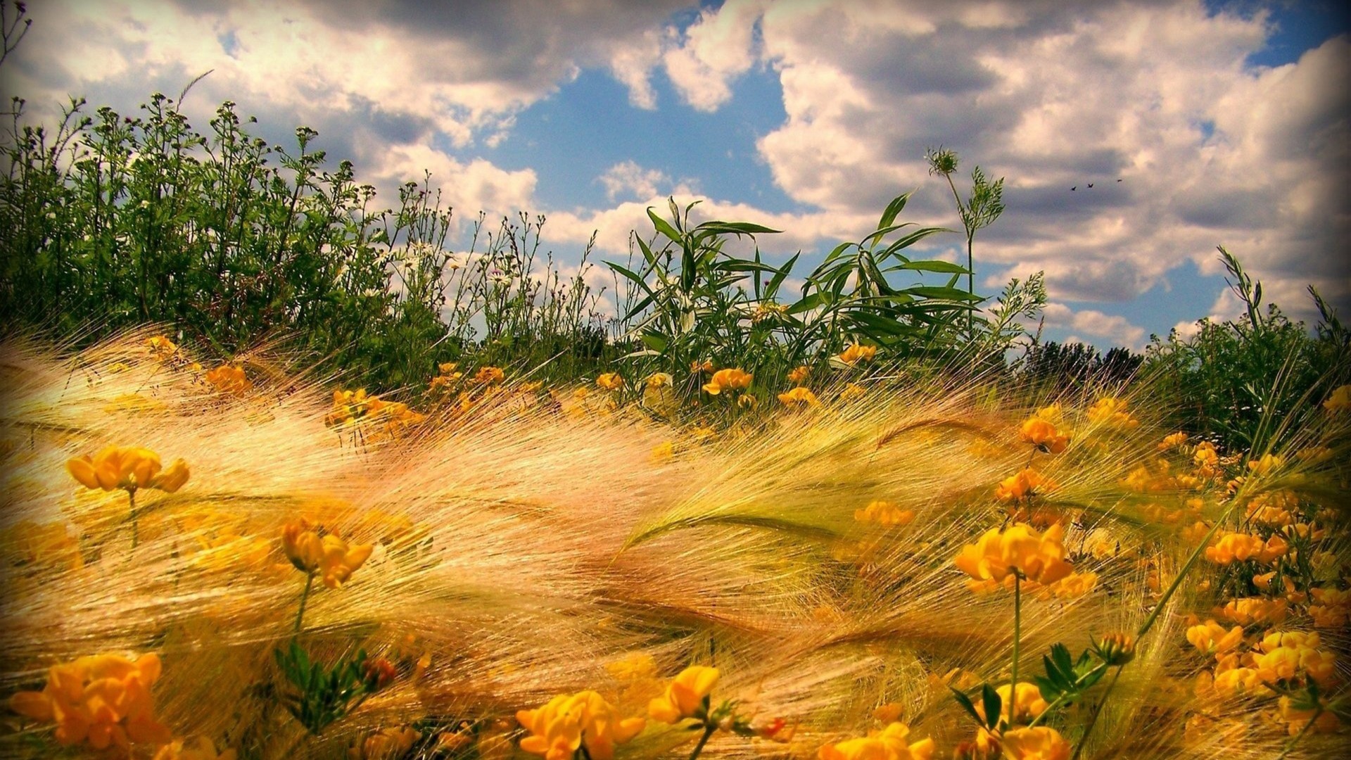 Spectacular-wheat-stalks-on-a-windy-hillside-hd-wallpaper-540072-1920x1080.jpg