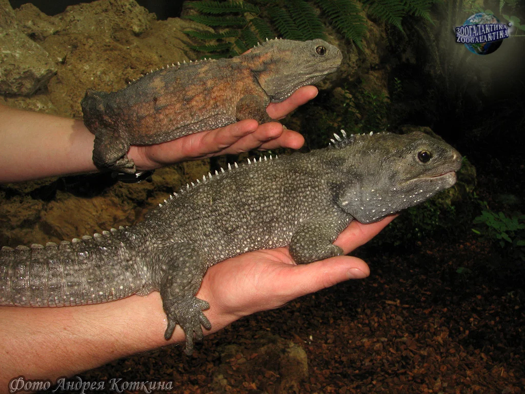 sphenodon-punctatus_05.webp