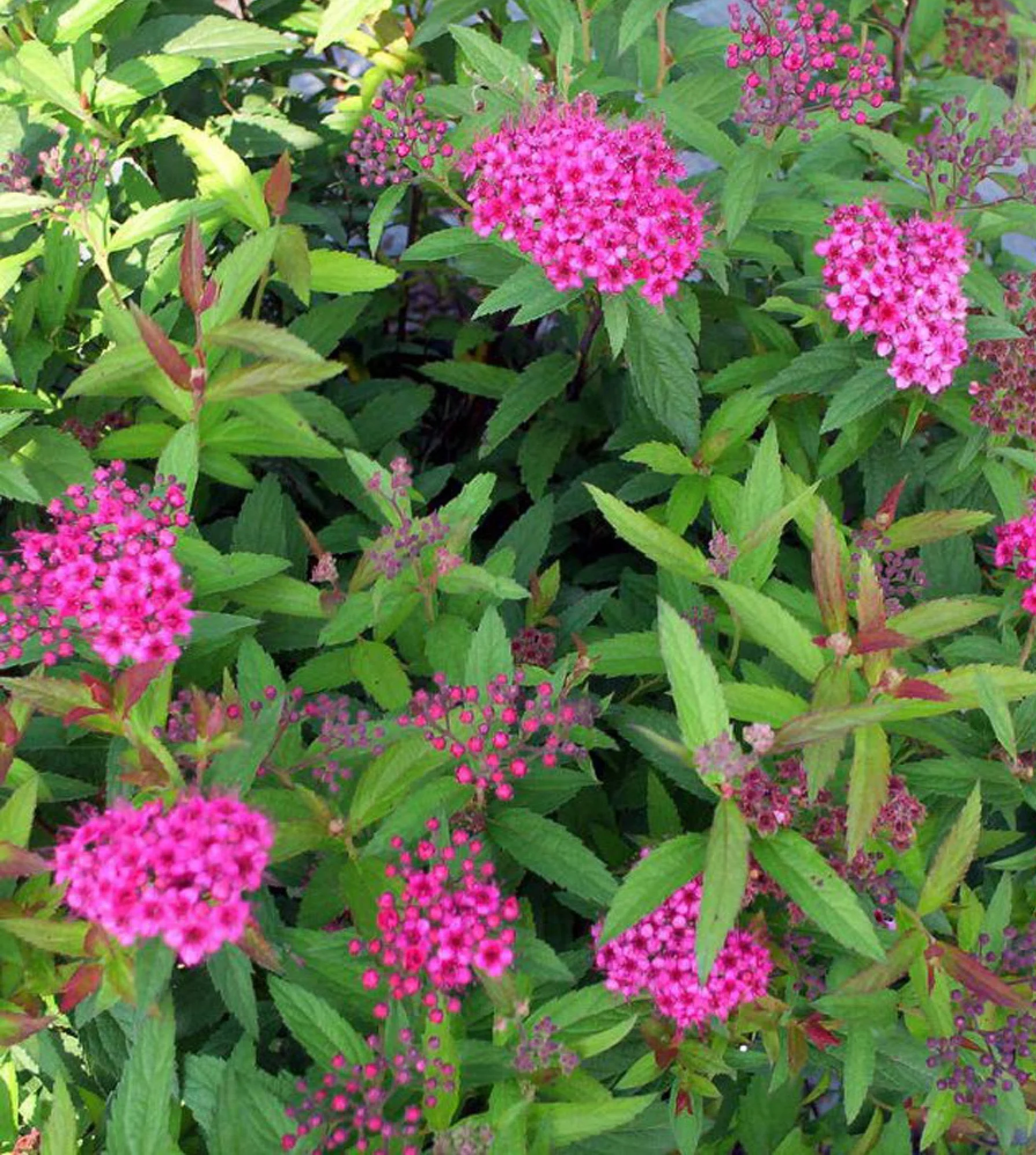 Spiraea-Anthony-Waterer.webp