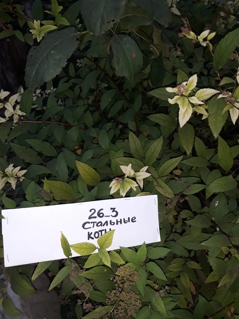 спирея японская.webp