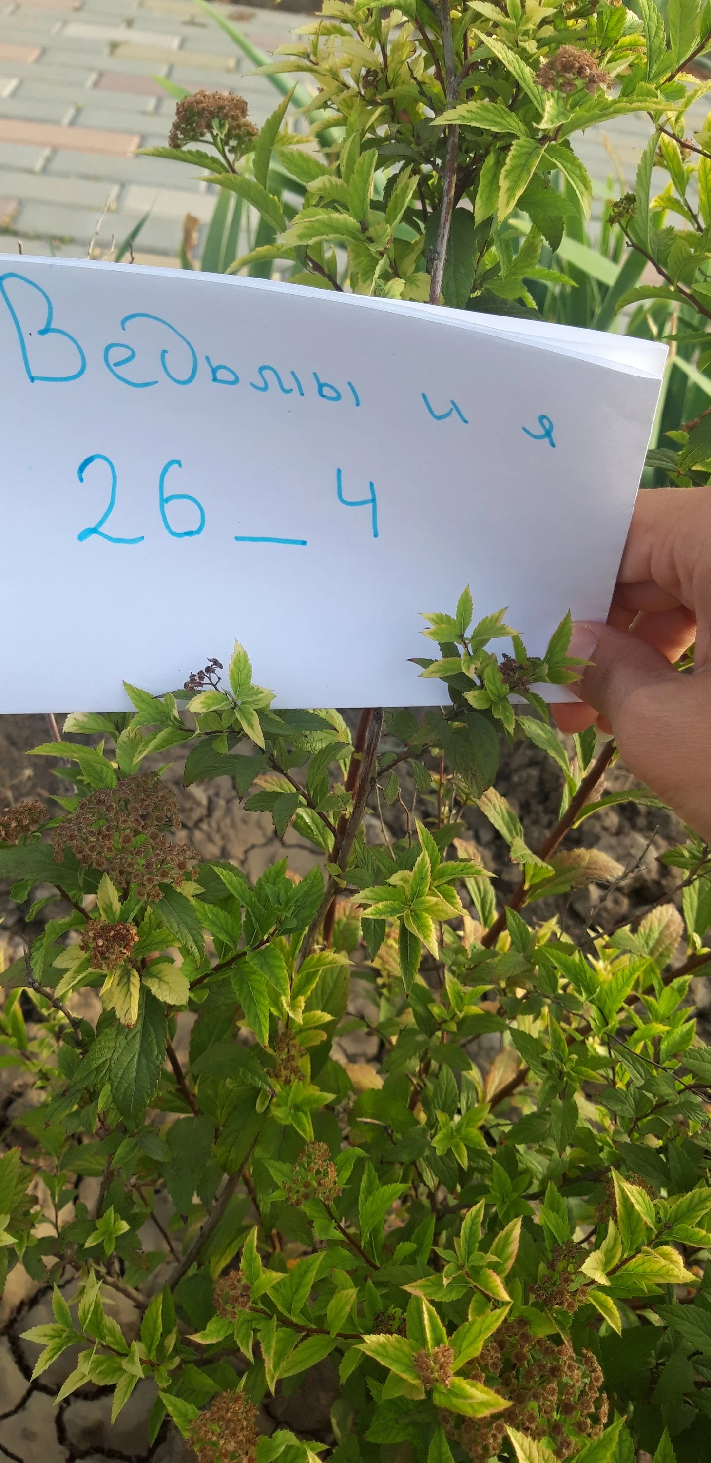 спирея японская.webp