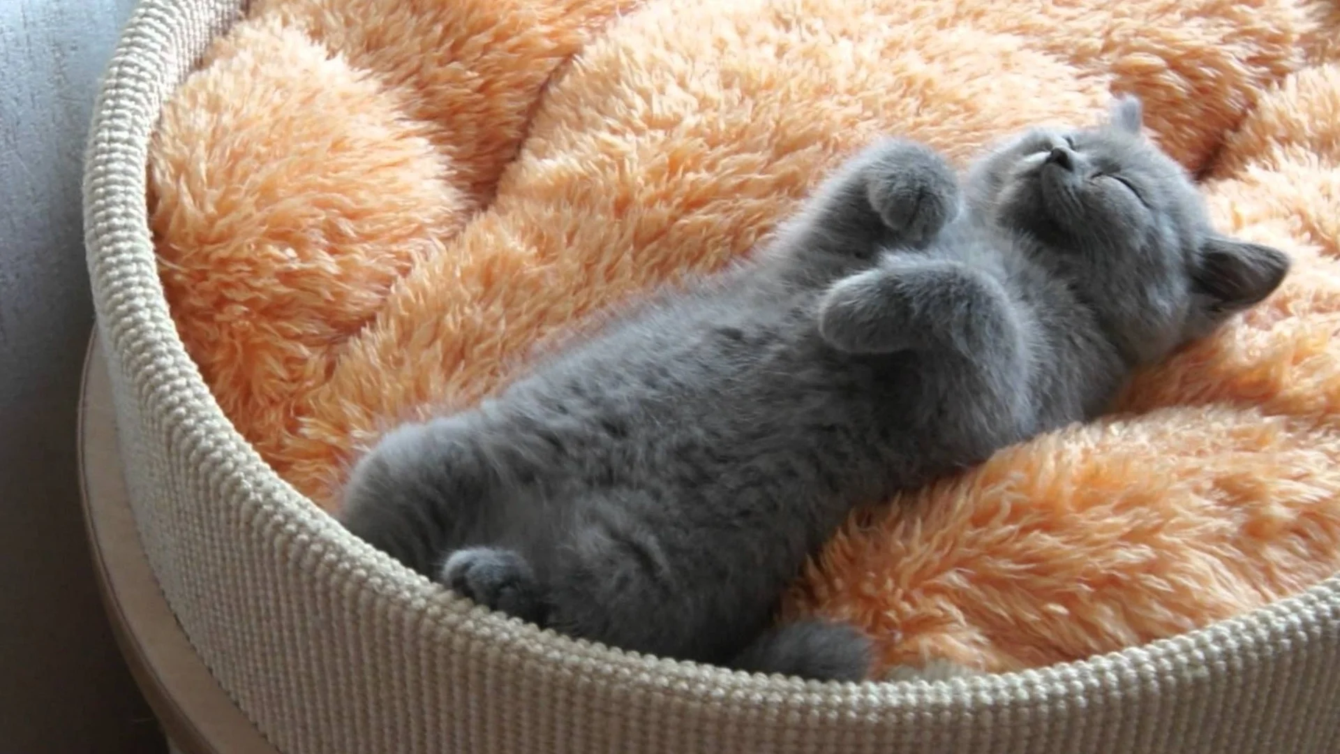 спит котенок.webp