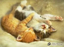 спокой но.webp