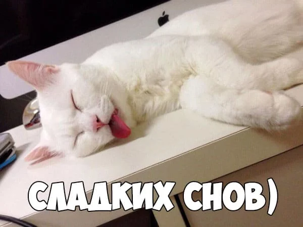 spokoi-noi-nochi-kartinki-prikolnye-i-smeshnye-s-nadpisyami-2.webp