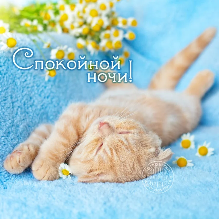 Спокойной-ночи-котенок-мой-любимый-картинки-016.webp