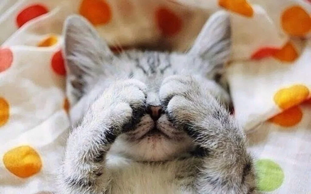 спокойной ночи.webp