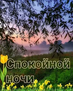 spokojnoj-nochi (1).webp