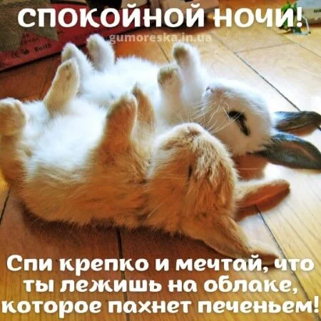 spokojnoj-nochi-smeshnaya-kartinka-3.webp
