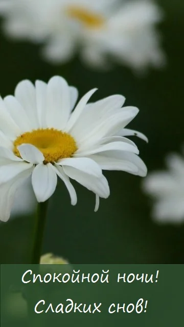 spokojnoj-nochi.webp