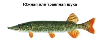 спонсор 2.webp