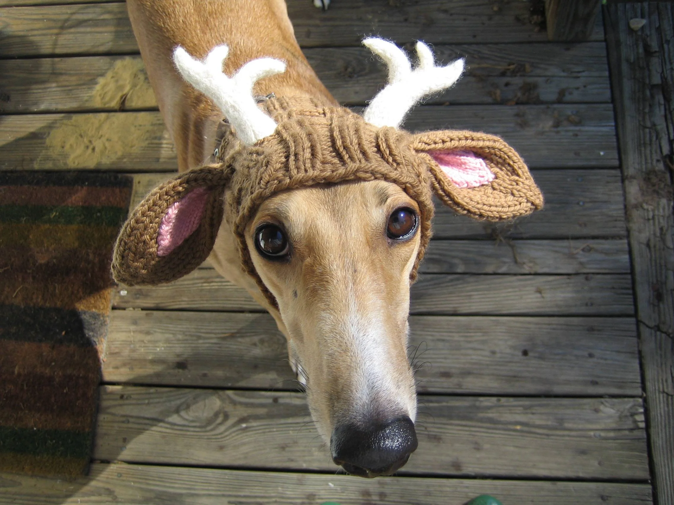 sports-deer-hat-dog-greyhound-mammal-vertebrate-animal-sports-631043.webp