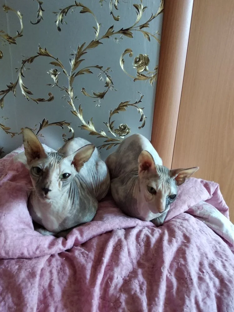 справа мама, ей 8 лет.webp